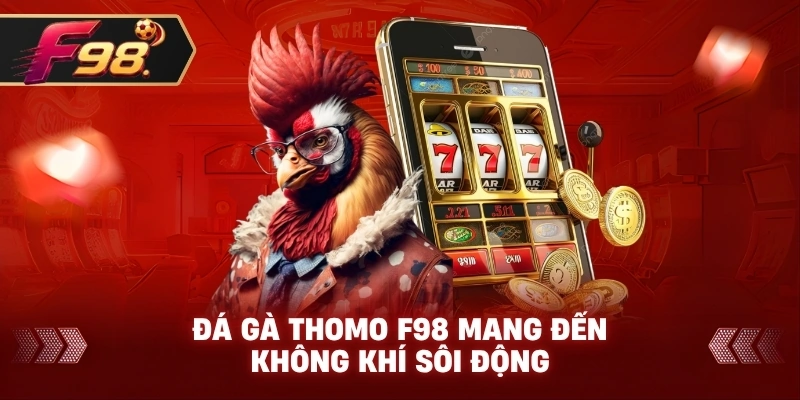 Đá Gà Thomo F98 mang đến không khí sôi động